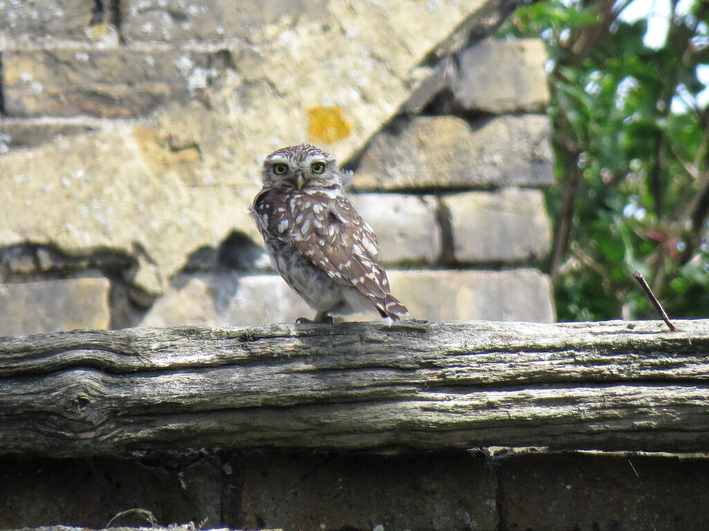 Little Owl