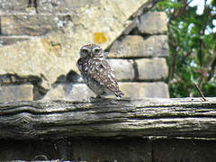 Little Owl