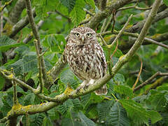 Little Owl