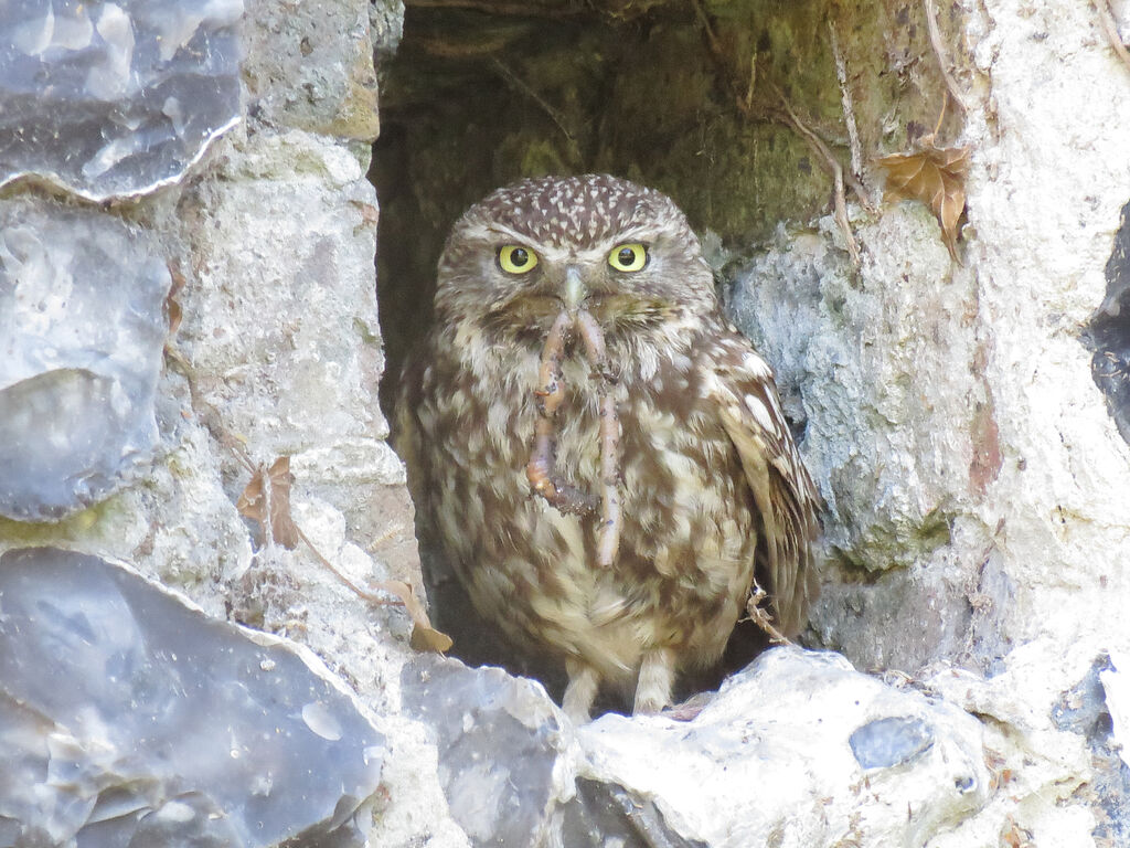 Little Owl