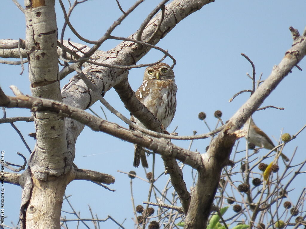 Pearl-spotted Owlet