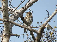 Pearl-spotted Owlet