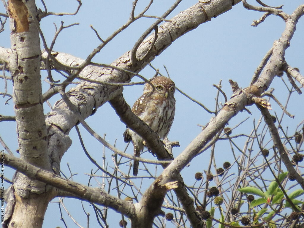 Pearl-spotted Owlet