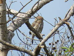 Pearl-spotted Owlet