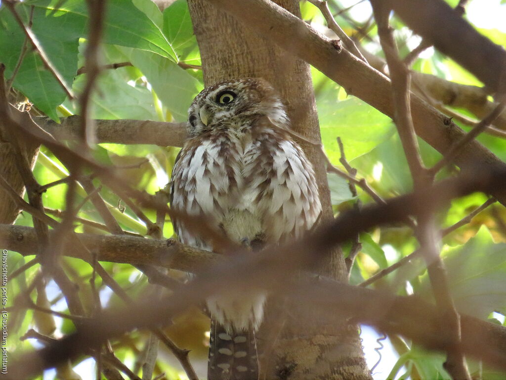 Pearl-spotted Owlet