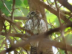 Pearl-spotted Owlet