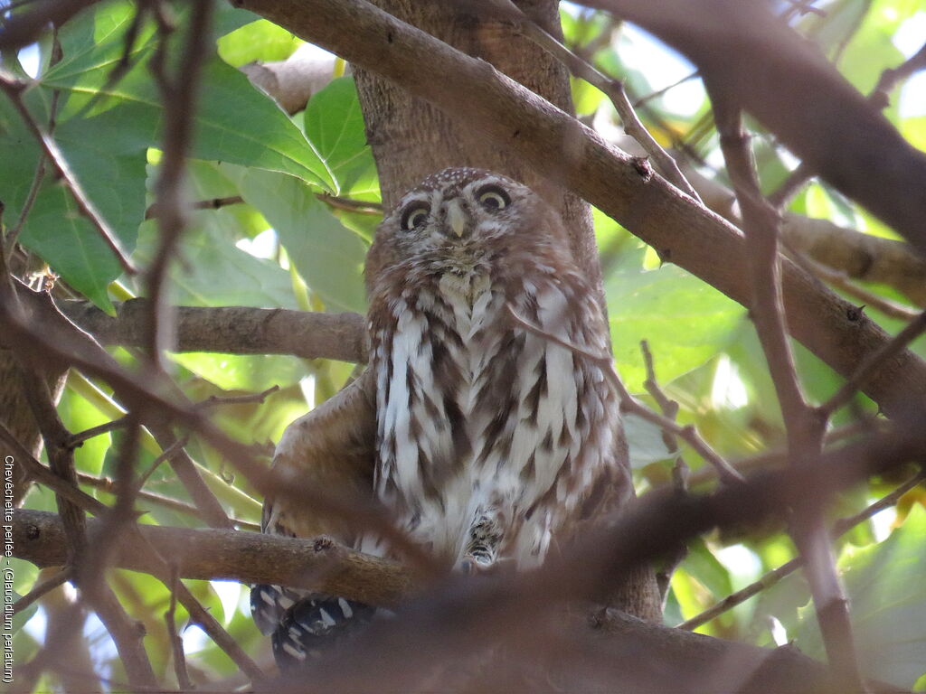 Pearl-spotted Owlet