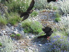 Alpine Chough