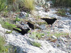 Alpine Chough