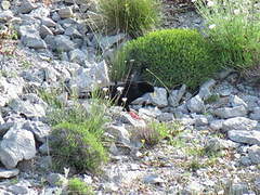 Alpine Chough