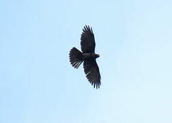 Alpine Chough