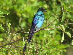 Long-tailed Glossy Starling