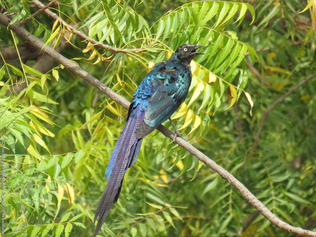 Long-tailed Glossy Starling