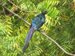 Long-tailed Glossy Starling