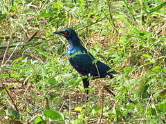 Greater Blue-eared Starling