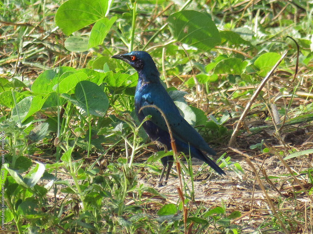 Choucador à oreillons bleus