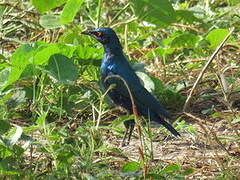 Choucador à oreillons bleus