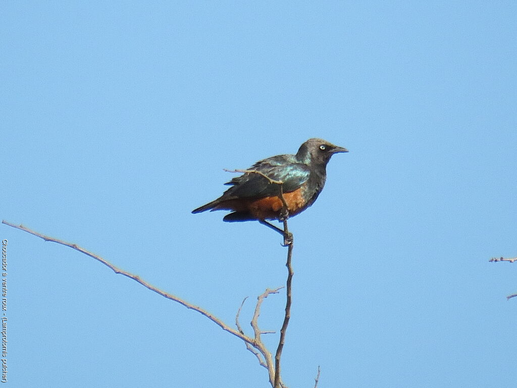 Chestnut-bellied Starling