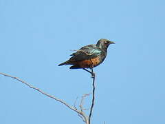 Chestnut-bellied Starling