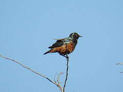 Chestnut-bellied Starling