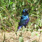 Choucador de Swainson