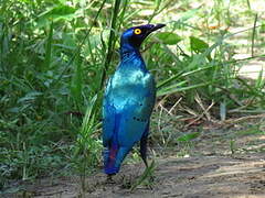 Purple Starling