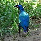 Choucador pourpré