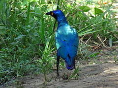 Purple Starling