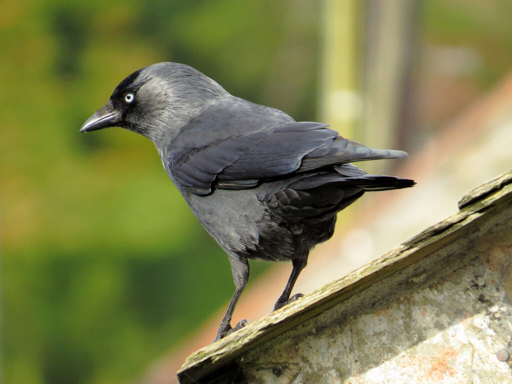 Western Jackdaw