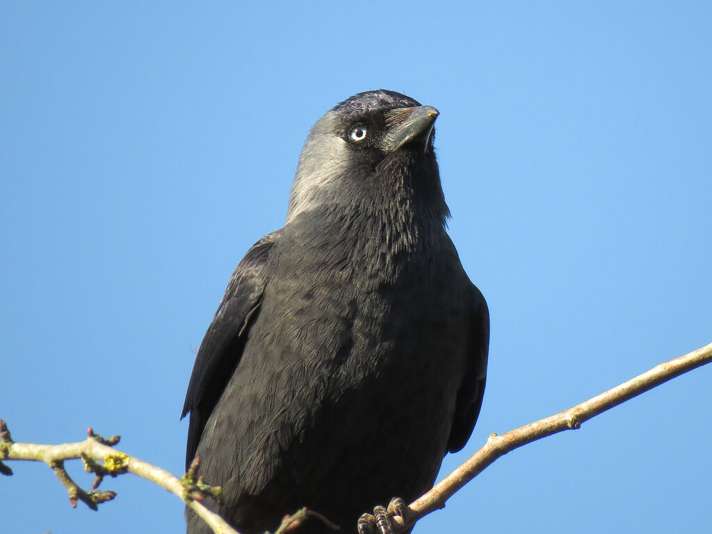 Western Jackdaw, close-up portrait