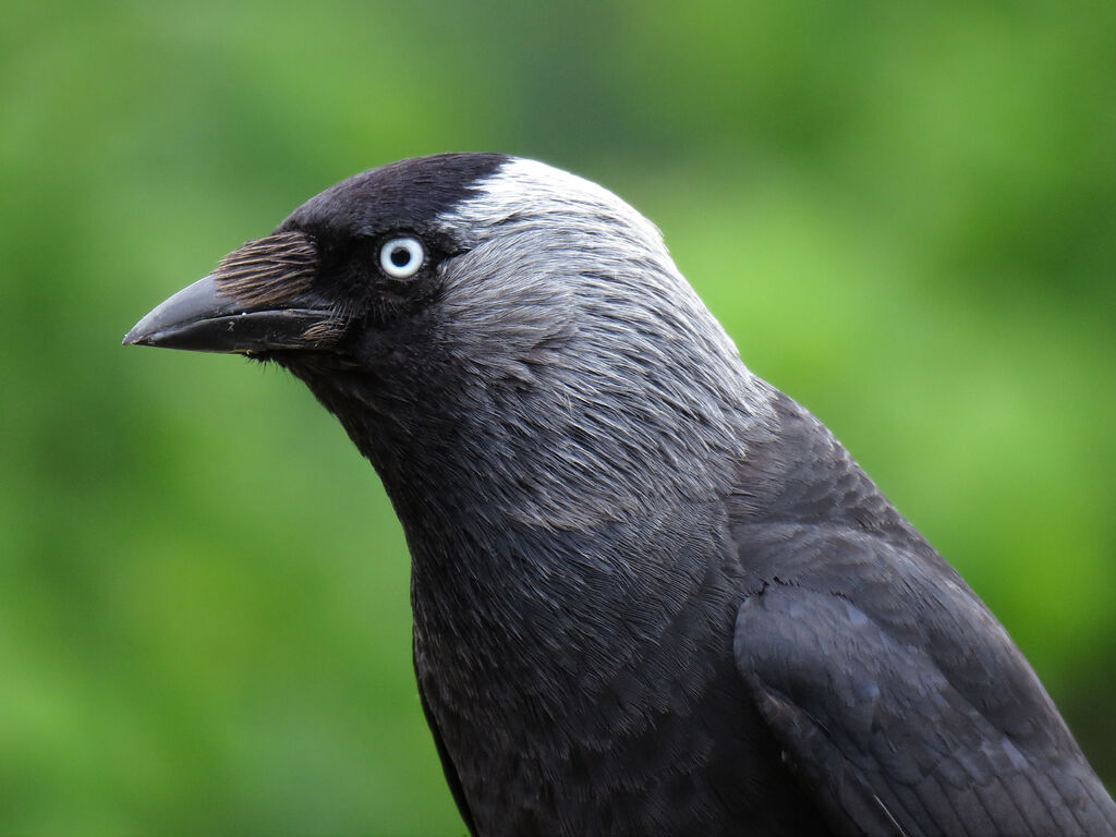 Western Jackdaw