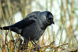 Western Jackdaw