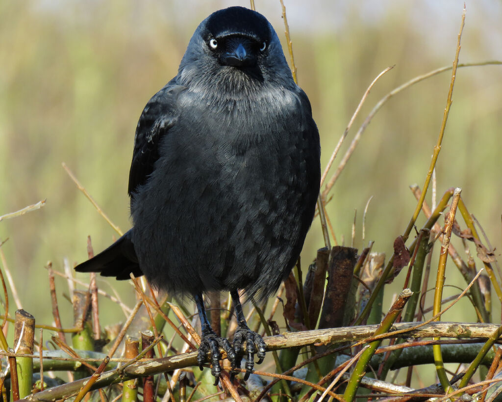 Western Jackdaw