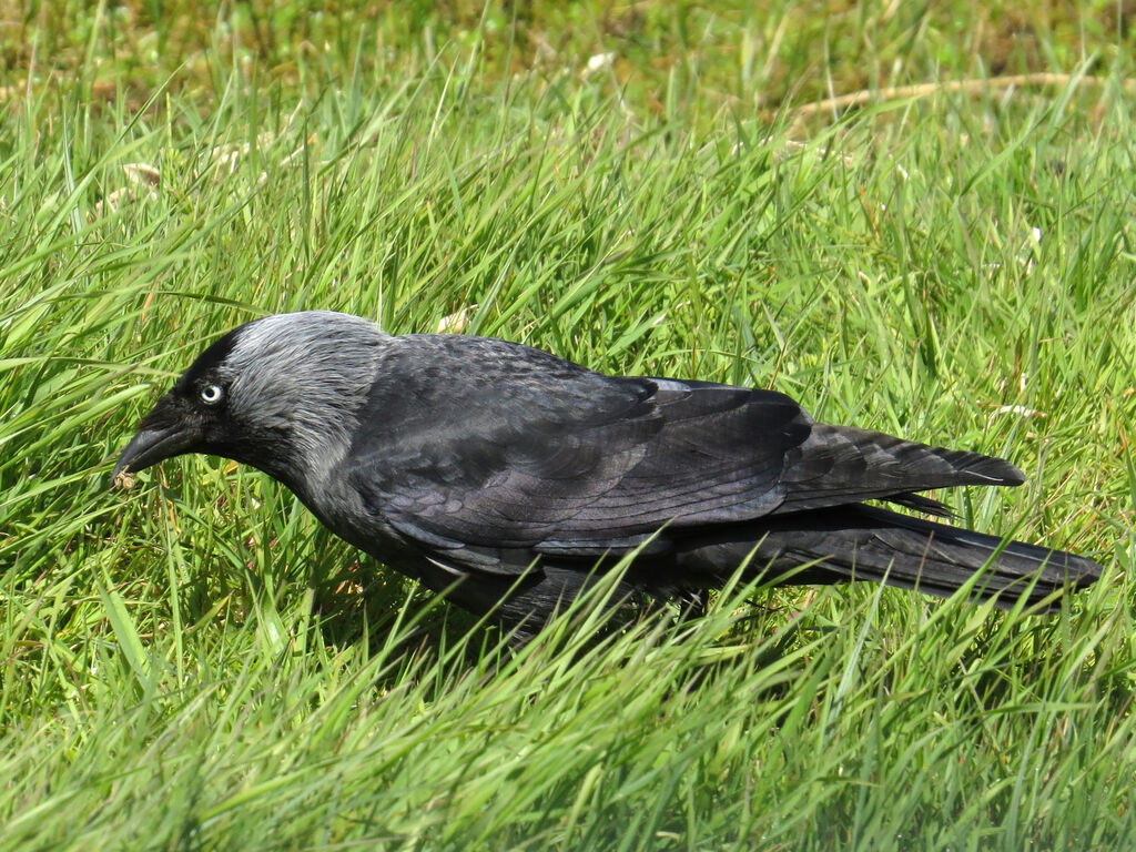 Western Jackdaw