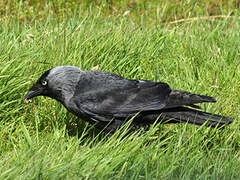 Western Jackdaw