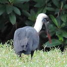 Cigogne à pattes noires