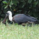 Cigogne à pattes noires