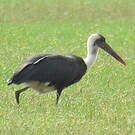 Cigogne à pattes noires