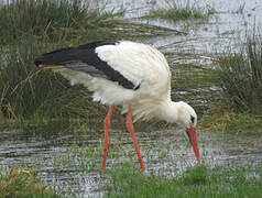 White Stork