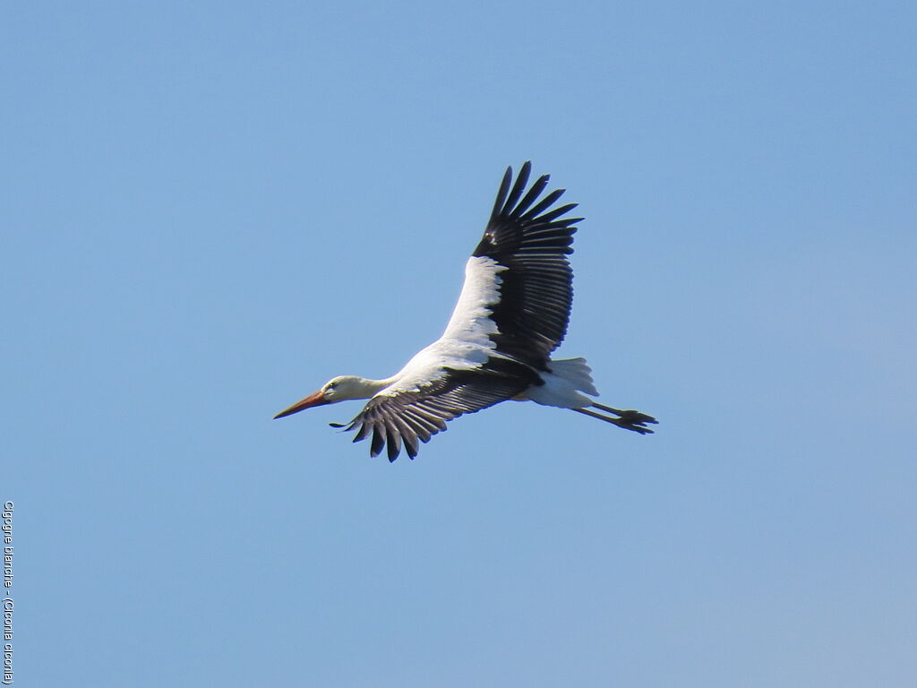 Cigogne blanche