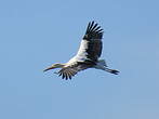 Cigogne blanche