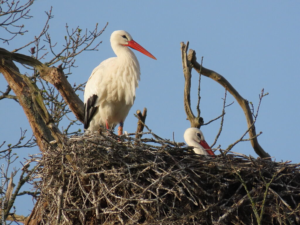 Cigogne blanche