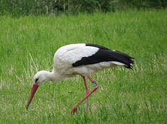 White Stork