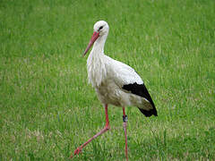 White Stork