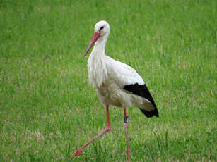 Cigogne blanche