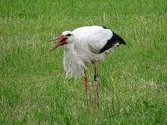 Cigogne blanche