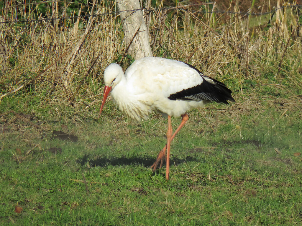 White Stork