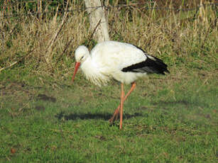 Cigogne blanche