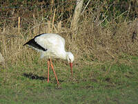 Cigogne blanche