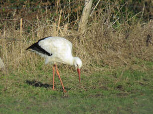 Cigogne blanche